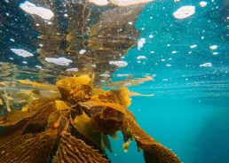 Rapid spread of invasive alga off the Croatian coast