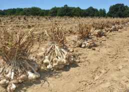 Croatian garlic on the comeback: One family’s mission to replace imports