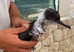 Tourists help save rare seabird chick on Croatian island
