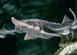 Croatia to monitor endangered sturgeon