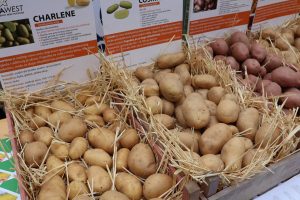 Potato Museum in Belica in Međimurje