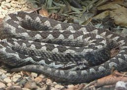 Warning after ‘unprecedented’ number of poskok bites in Istria