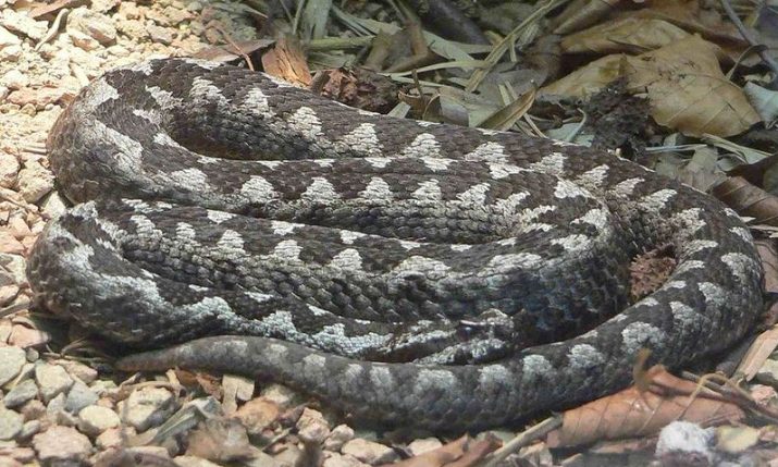 Warning after ‘unprecedented’ number of poskok bites in Istria