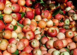 Croatia’s apple harvest to drop by 27%, prices set to rise