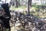 VIDEO: Bear caught on camera ‘dancing’ in Croatian national park goes viral
