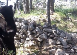 VIDEO: Bear caught on camera ‘dancing’ in Croatian national park goes viral