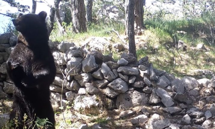 VIDEO: Bear caught on camera ‘dancing’ in Croatian national park goes viral
