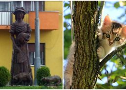 Mačkamama: The inspiring story behind Osijek’s beloved cat lady