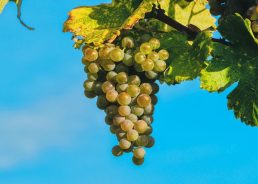 Best grape harvest in decade for hilly central and northwest Croatia