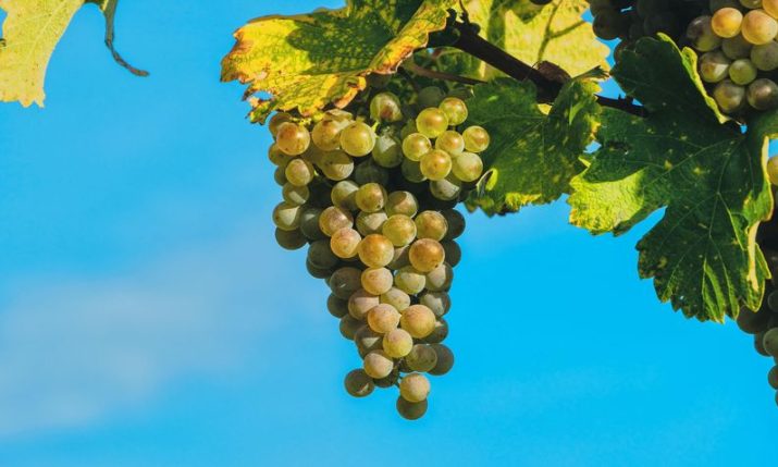 Best grape harvest in decade for hilly central and northwest Croatia