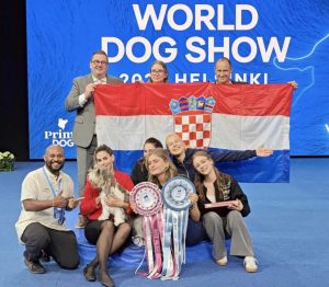 Meghan, a female petit basset griffon vendéen, owned and bred by Iva Raic.