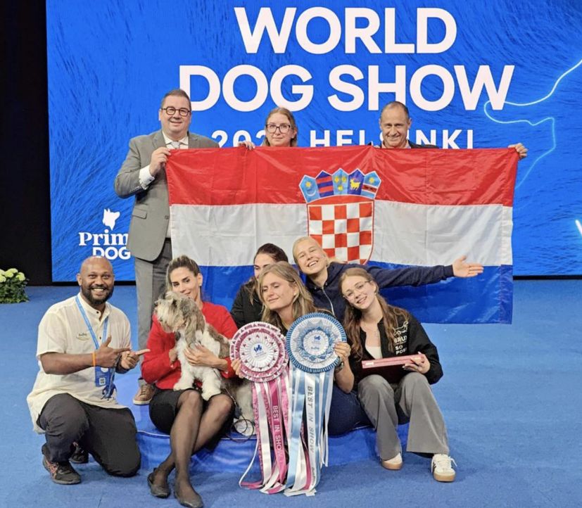 Meghan, a female petit basset griffon vendéen, owned and bred by Iva Raic. 