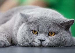 WCF Jubilee Cat Show at Zagreb’s Family Mall on September 20-21