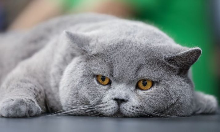 WCF Jubilee Cat Show at Zagreb’s Family Mall on September 20-21