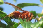 Oriental hornet back in Croatia after 60 years – what to do if you get stung