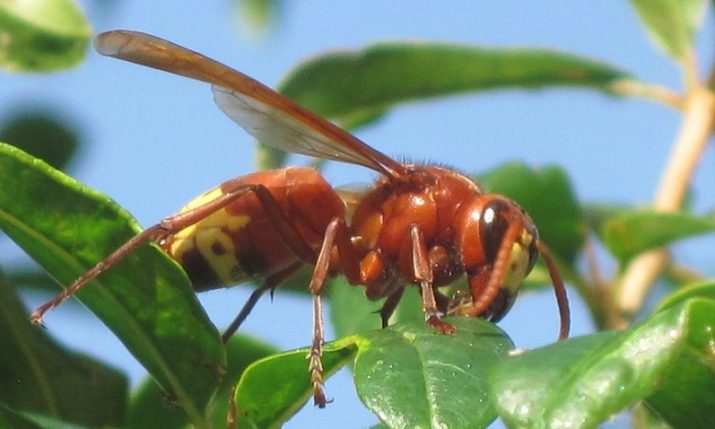 Dangerous insect returns to Croatia after 50 years