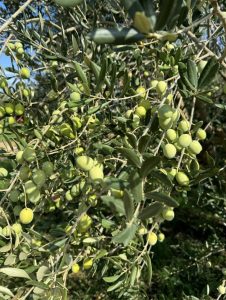 Veselo groves in Kožino