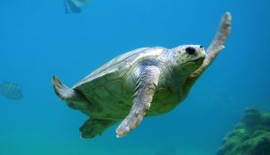 loggerhead turtle