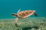 Historic first nesting of loggerhead turtle confirmed in Croatia