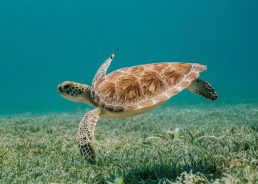 Historic first nesting of loggerhead turtle confirmed in Croatia