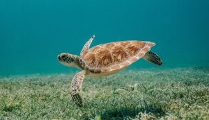 Historic first nesting of loggerhead turtle confirmed in Croatia