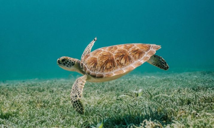 Historic first nesting of loggerhead turtle confirmed in Croatia