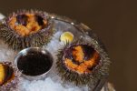 Sea urchins in the Adriatic: Delicacy on the brink of disappearance