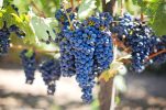 A vintage to remember: Croatian winemakers predict exceptional 2025 wines