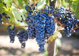 A vintage to remember: Croatian winemakers predict exceptional 2025 wines