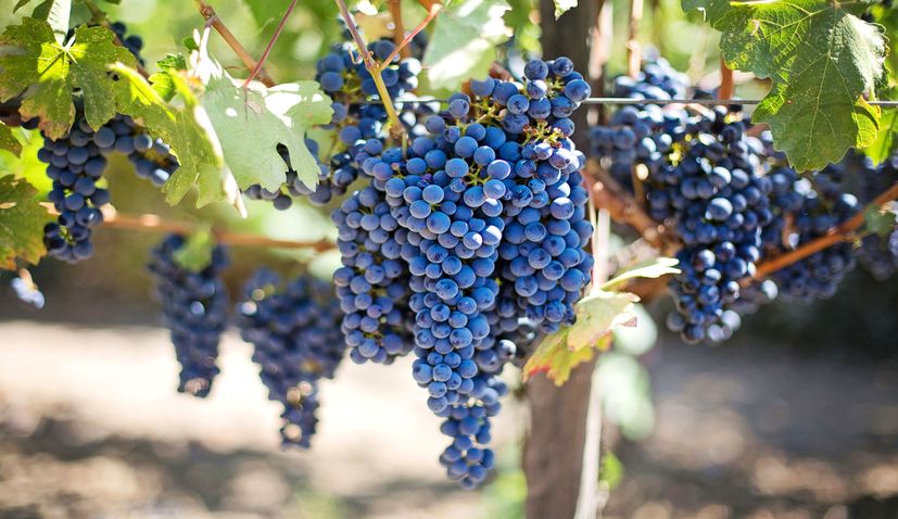 Grapes Croatia