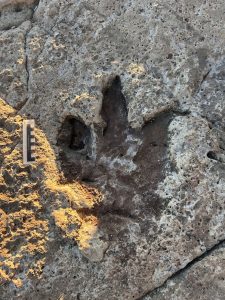 Scientists gather on Croatian island to trace the footsteps of dinosaurs