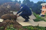 VIDEO: World War II aircraft bomb found near Pula safely neutralised 