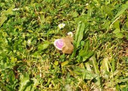 Public in Croatia warned not to touch or move rabies baits 