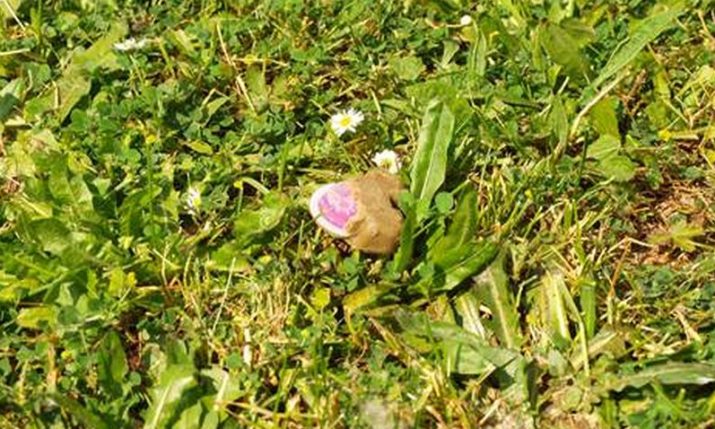 Public in Croatia warned not to touch or move rabies baits 