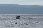 VIDEO: Rare sight as dolphin spotted swimming in Split’s city port