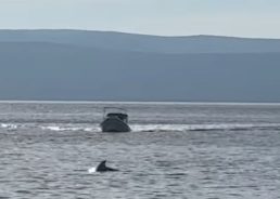 VIDEO: Rare sight as dolphin spotted swimming in Split’s city port