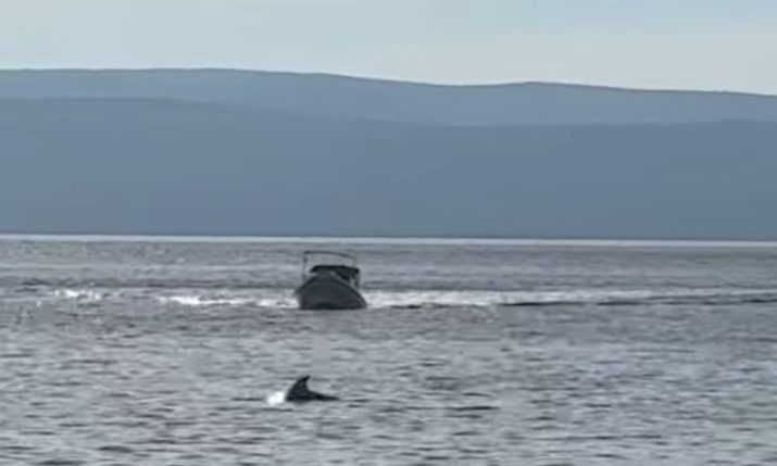VIDEO: Rare sight as dolphin spotted swimming in Split’s city port