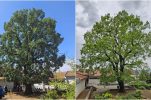 250-year-old oak named Croatia’s Tree of the Year 2025