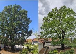 250-year-old oak named Croatia’s Tree of the Year 2025