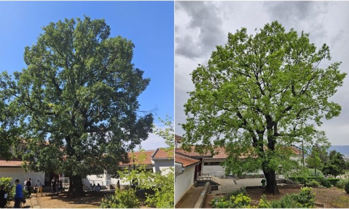 250-year-old oak named Croatia’s Tree of the Year 2025