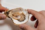 Flat oyster farming is growing in Croatia