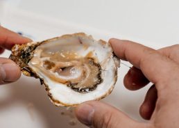 Flat oyster farming is growing in Croatia