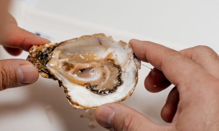 Flat oyster farming is growing in Croatia