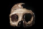 Famous Neanderthal ‘Skull C’ from Krapina goes on display in Zagreb