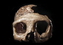 Famous Neanderthal ‘Skull C’ from Krapina goes on display in Zagreb
