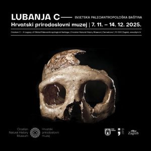 Skull C Krapina