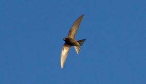 Common Swift
