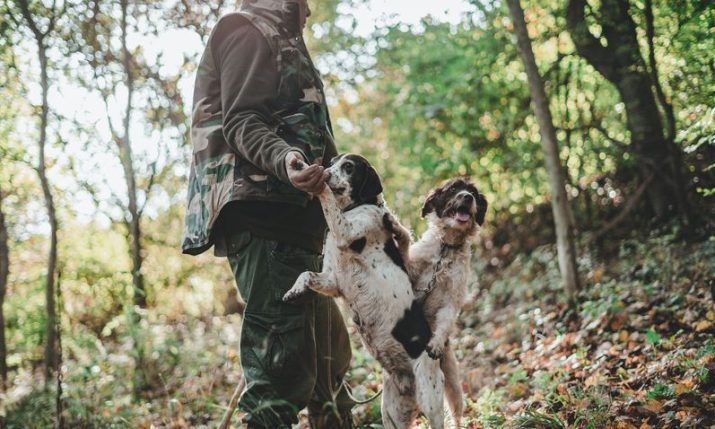 Istria’s white truffle harder to find than ever