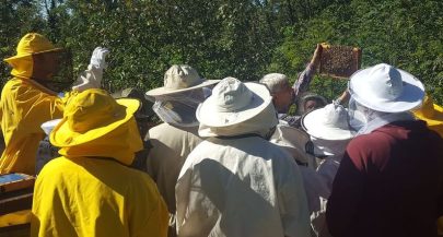 Advent in the Apiary 2025 – a bridge between citizens and the fascinating world of bees