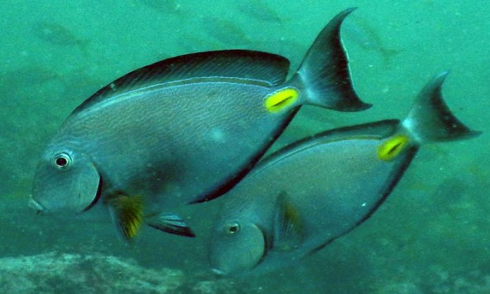 Tropical fish appears in Adriatic, puzzling Croatian scientists